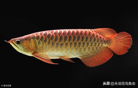 龍魚水溫